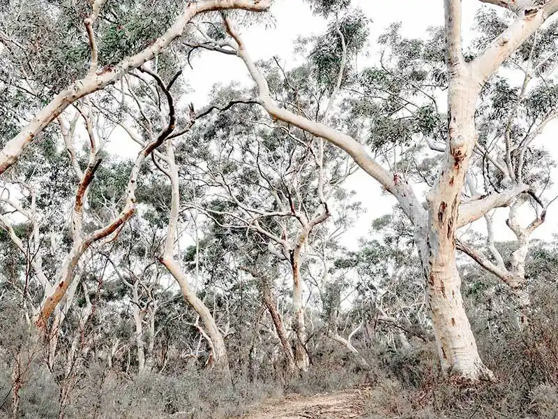 Gum Tree Forrest - Black Box Frame Canvas - 22.5x30 - Landscape Hot Deal