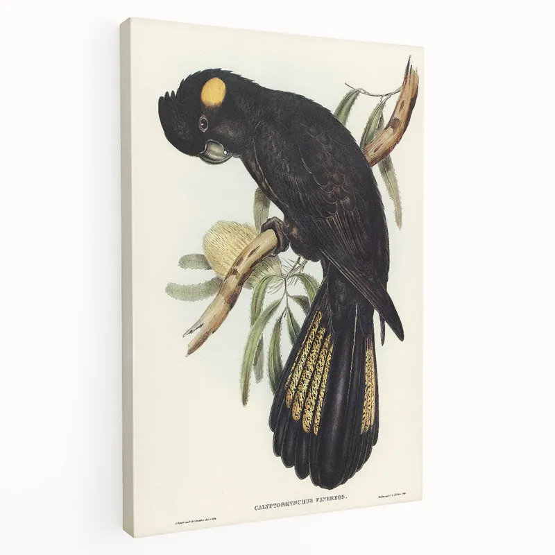 While Supplies Last Romanticism Art - Funereal Cockatoo Illustration by Elizabeth Gould