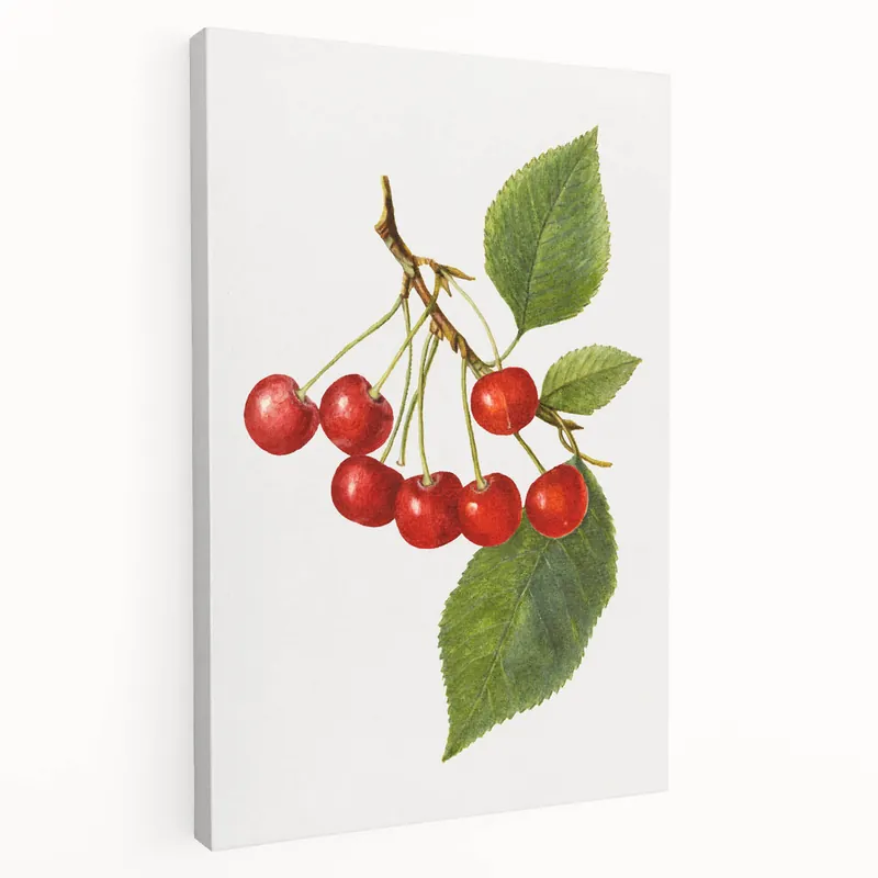 Fruit Botanical Prints – Vintage Cherry Wall Art for Kitchen Hot Picks