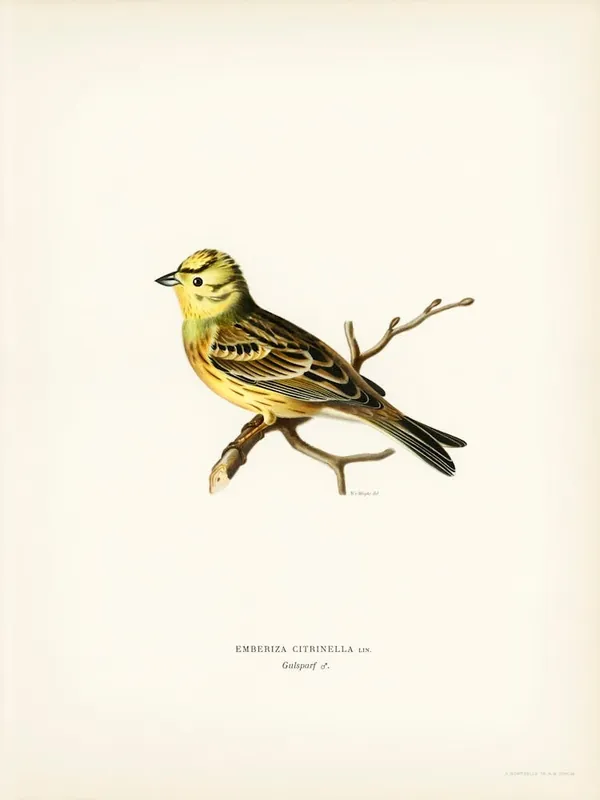 Order Now Yellowhammer Male (Emberiza Citrinella), The Von Wright Brothers
