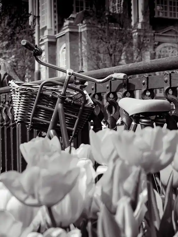 Amsterdam Tulips and Bike New Release
