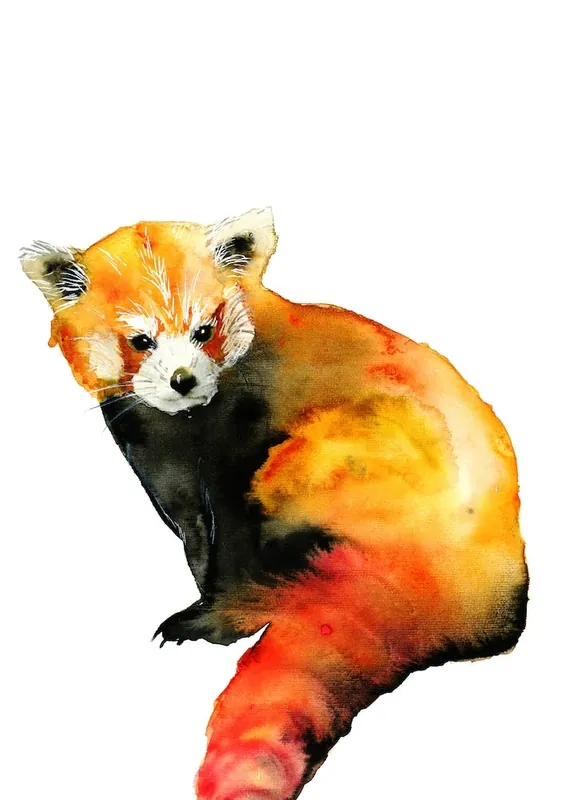 Red Panda Grab Now
