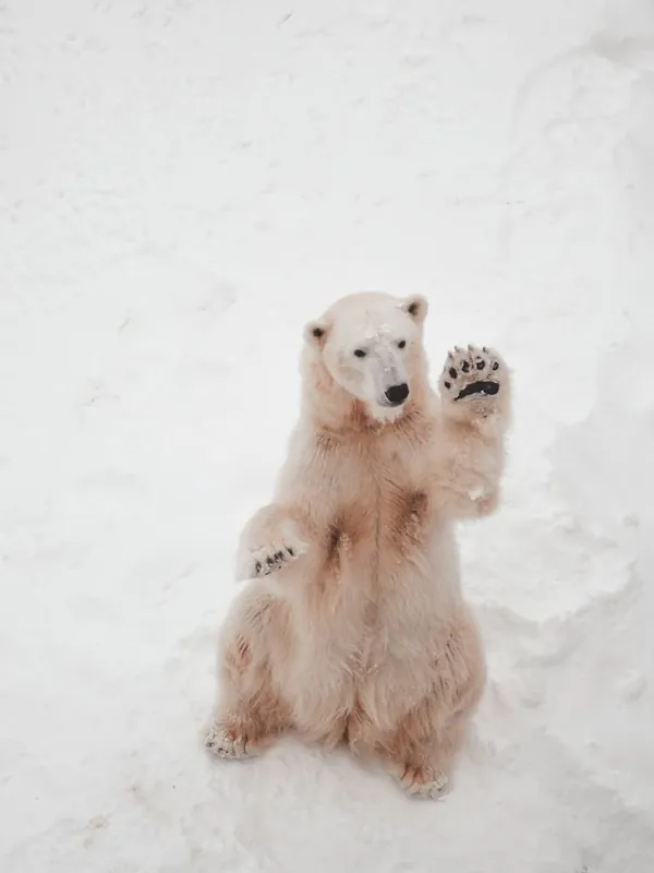Polar Bear Waving No Minimum Order