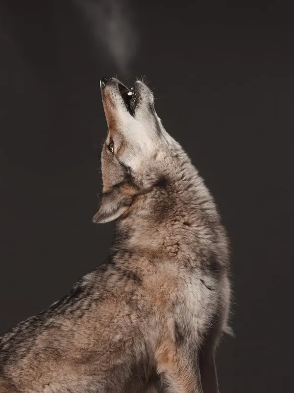 Howling Coyote Budget