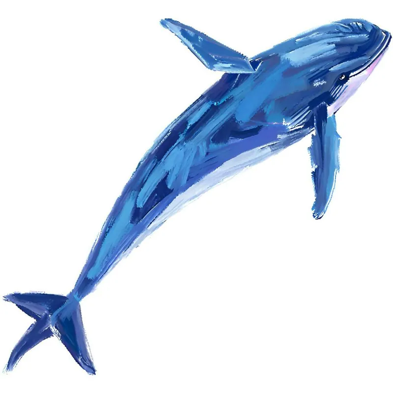 Blue Whale 03 Authentic